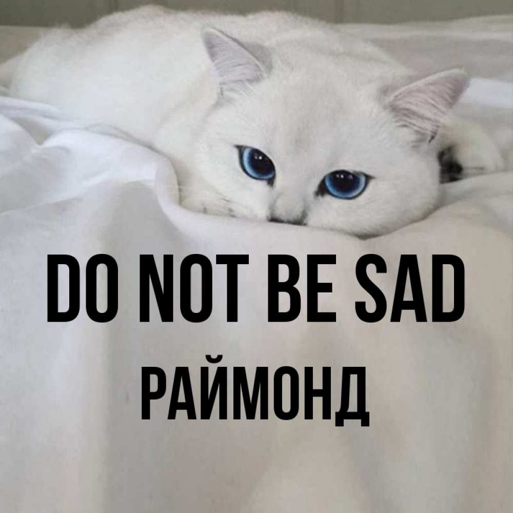 Greetings card с именем, Раймонд Do not be sad Голубоглазая кошка Greetings with text for free download 