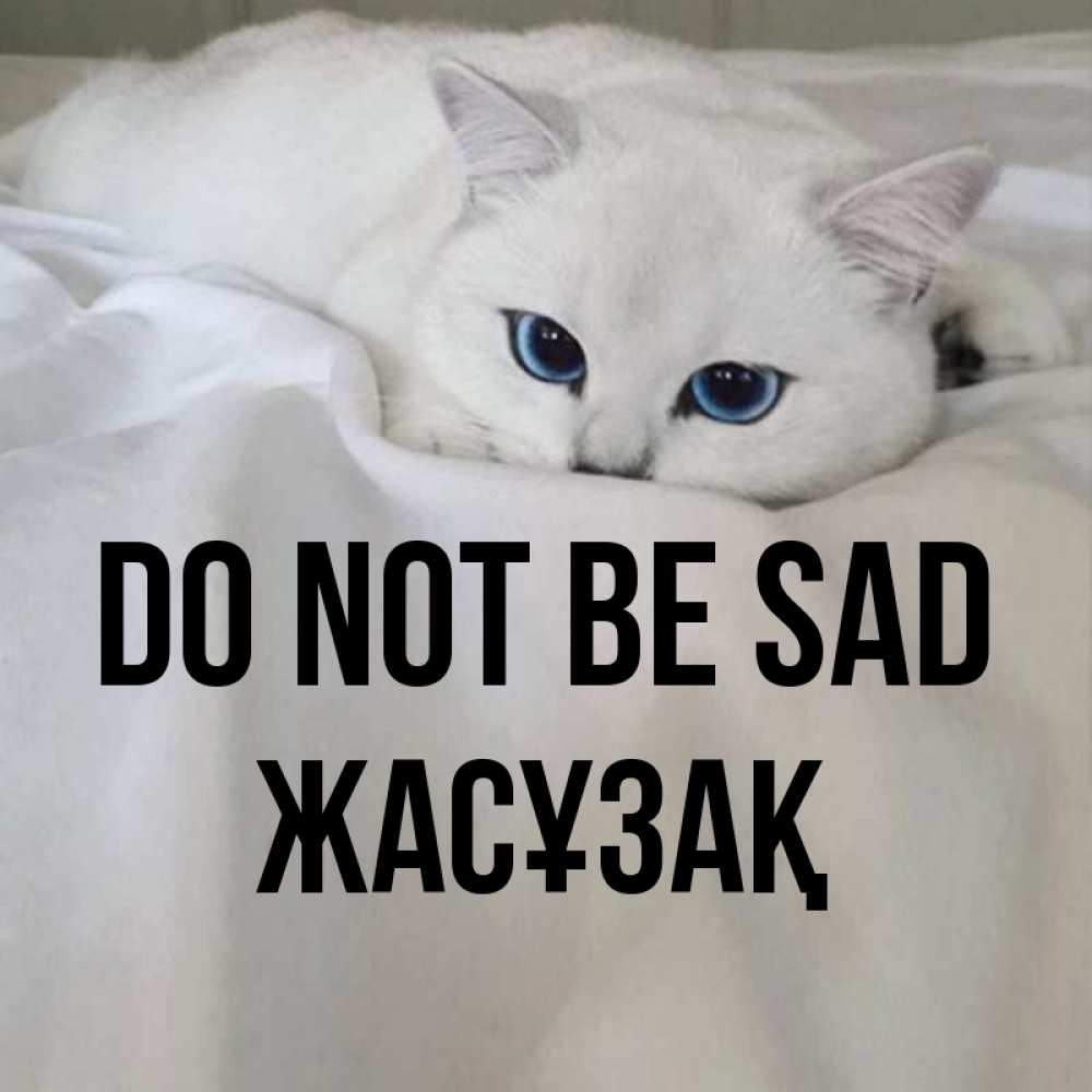Greetings card с именем, Жасұзақ Do not be sad Голубоглазая кошка Greetings with text for free download 
