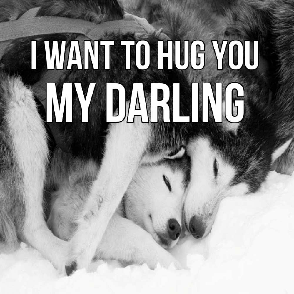 Greetings card с именем, my-darling I want to hug you собачки в упряжке Greetings with text for free download 