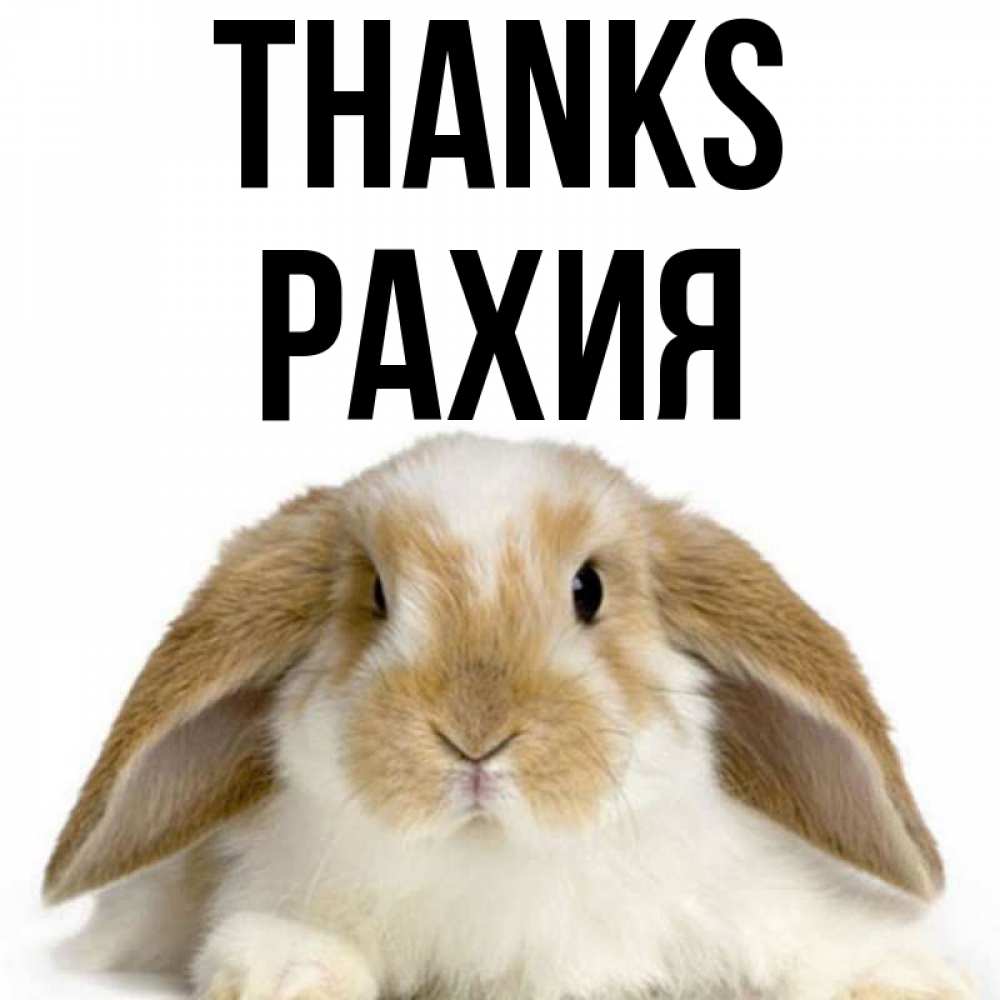 Greetings card с именем, РАХИЯ Thanks коричнево белый заяц Greetings with text for free download 