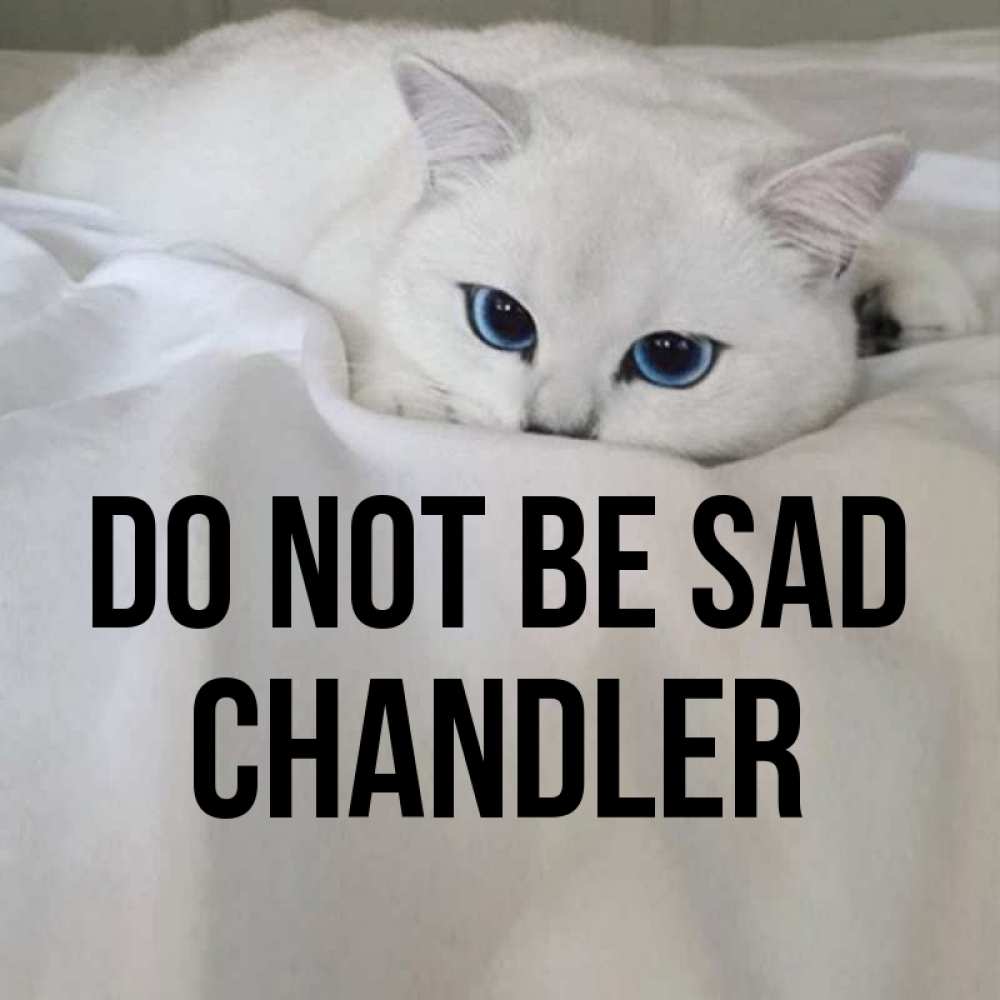 Greetings card с именем, Chandler Do not be sad Голубоглазая кошка Greetings with text for free download 