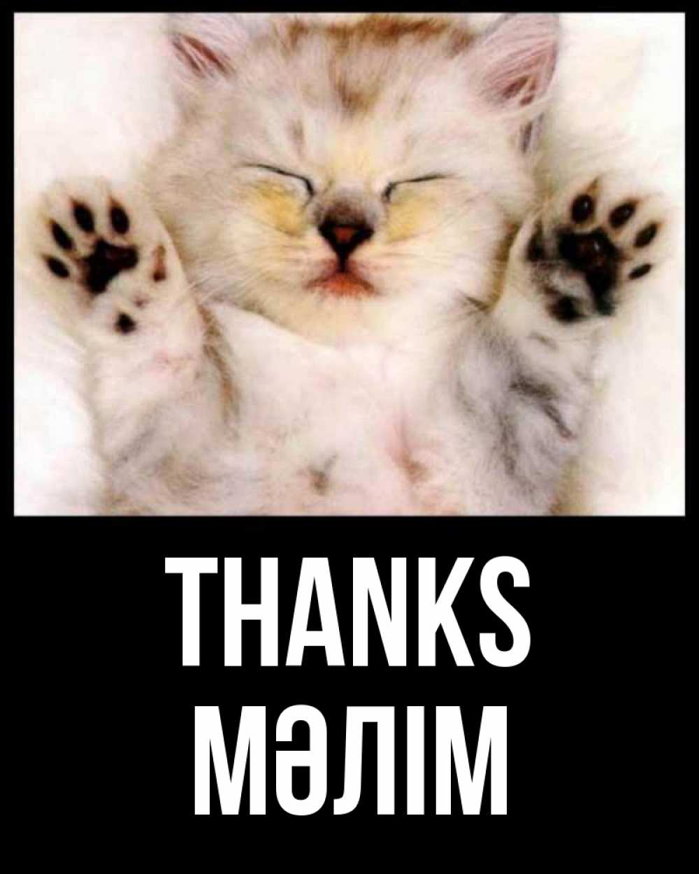 Greetings card с именем, МӘЛІМ Thanks маленький котенок Greetings with text for free download 