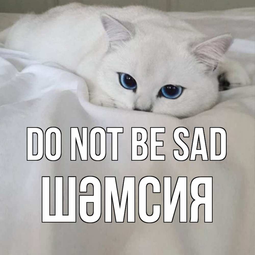 Greetings card с именем, ШӘМСИЯ Do not be sad белый кот с голубыми глазами на белоснежной кровати Greetings with text for free download 