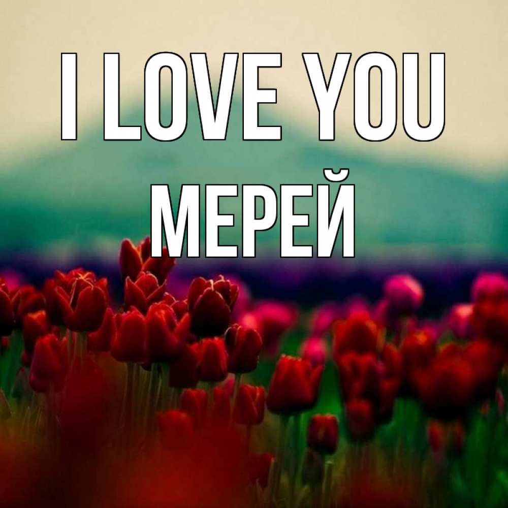 Greetings card с именем, МЕРЕЙ I love you тюльпаны 4 Greetings with text for free download 