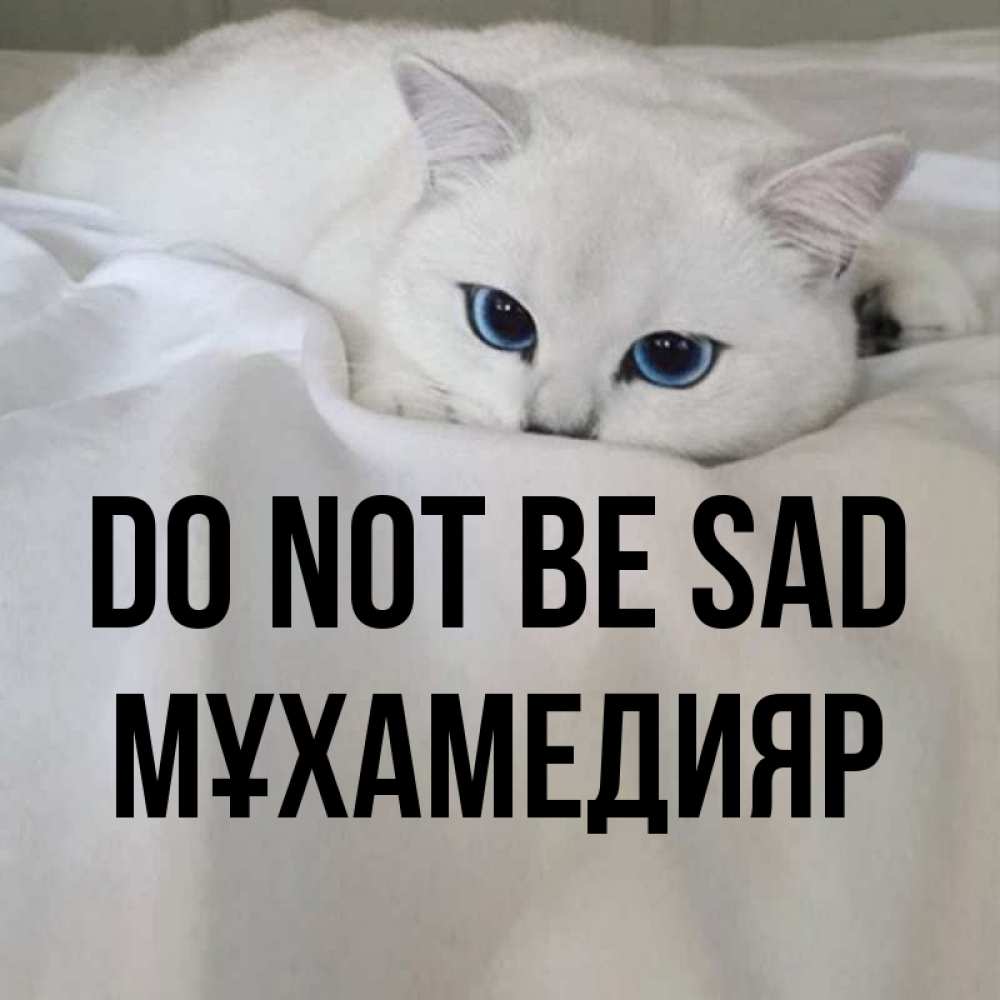 Greetings card с именем, МҰХАМЕДИЯР Do not be sad Голубоглазая кошка Greetings with text for free download 