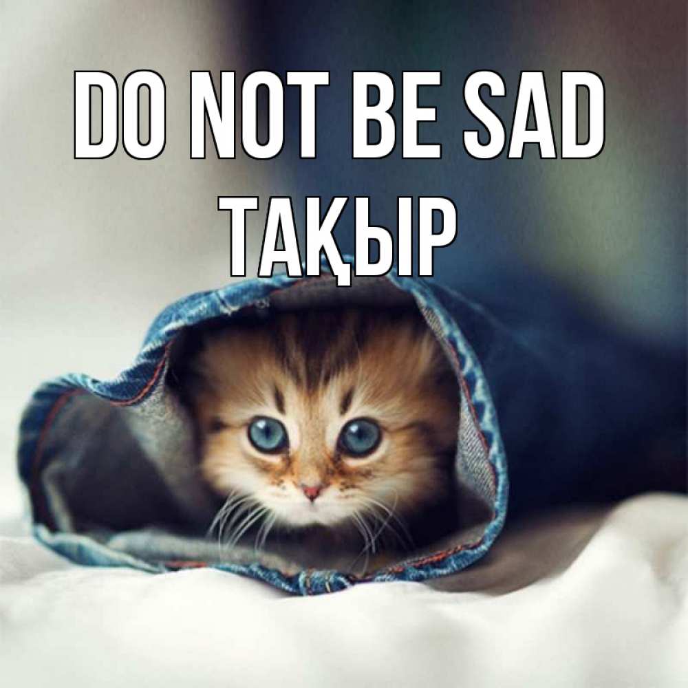 Greetings card с именем, ТАҚЫР Do not be sad кот в одежде Greetings with text for free download 