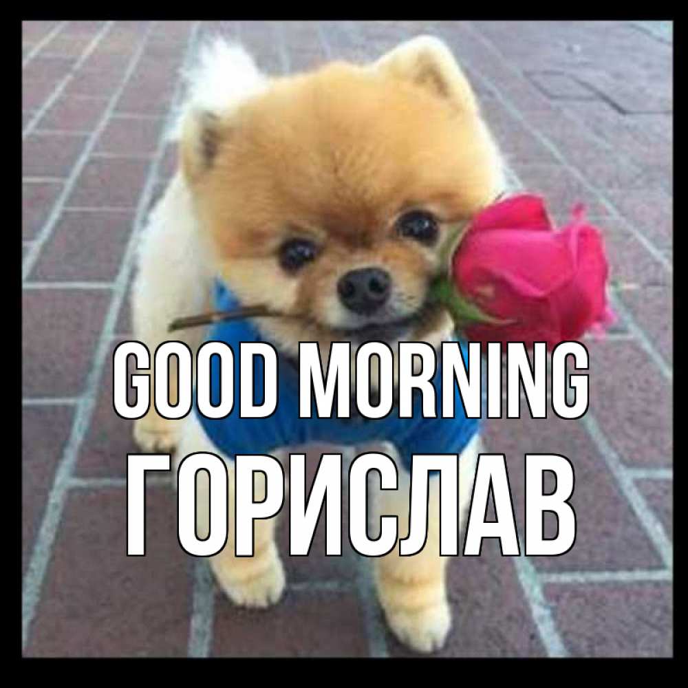 Greetings card с именем, Горислав Good morning роза в зубах Greetings with text for free download 