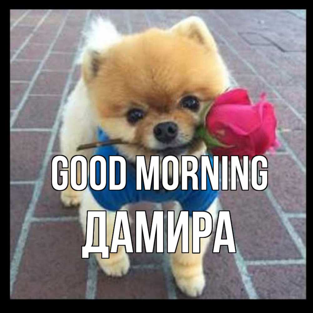 Greetings card с именем, ДАМИРА Good morning роза в зубах Greetings with text for free download 