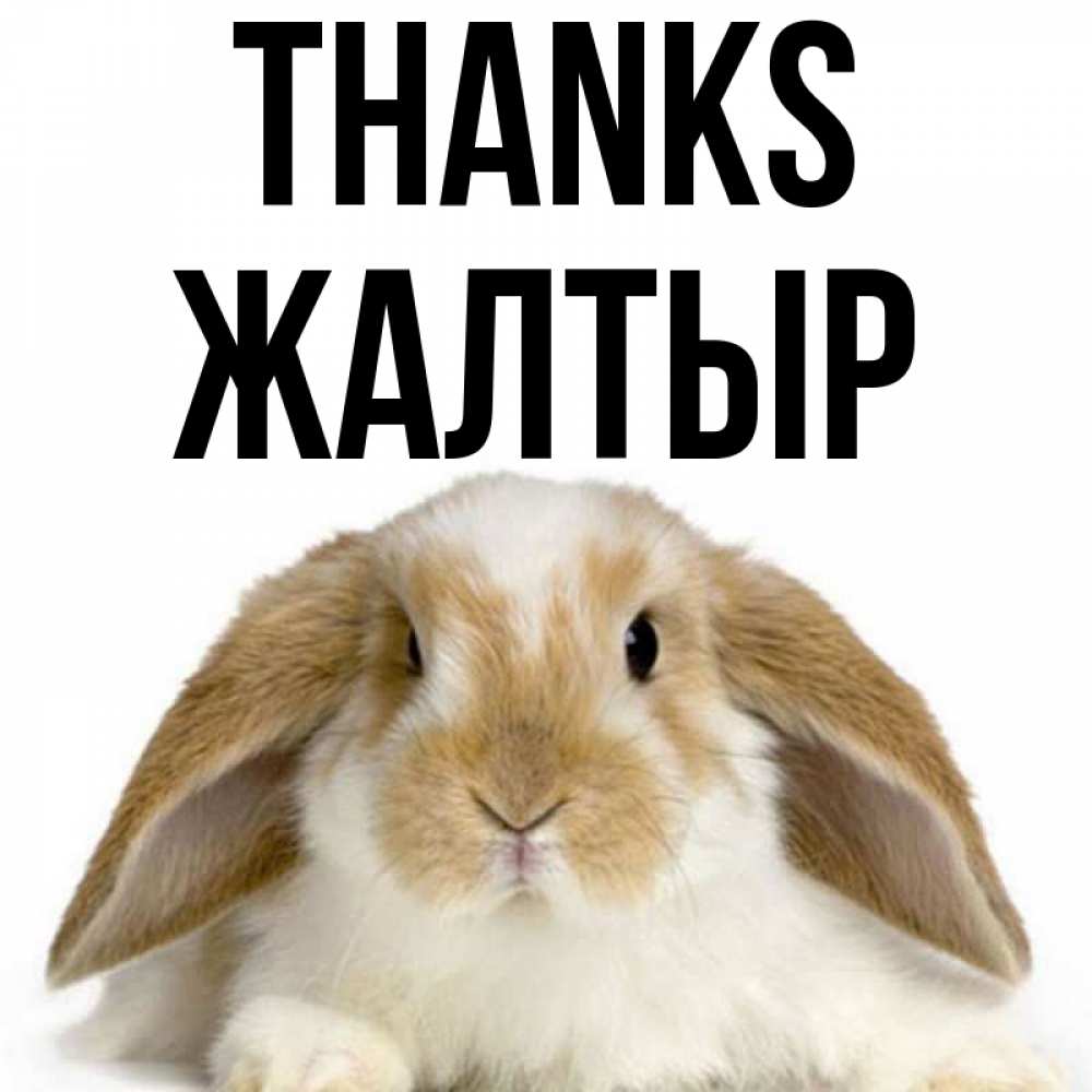 Greetings card с именем, Жалтыр Thanks коричнево белый заяц Greetings with text for free download 