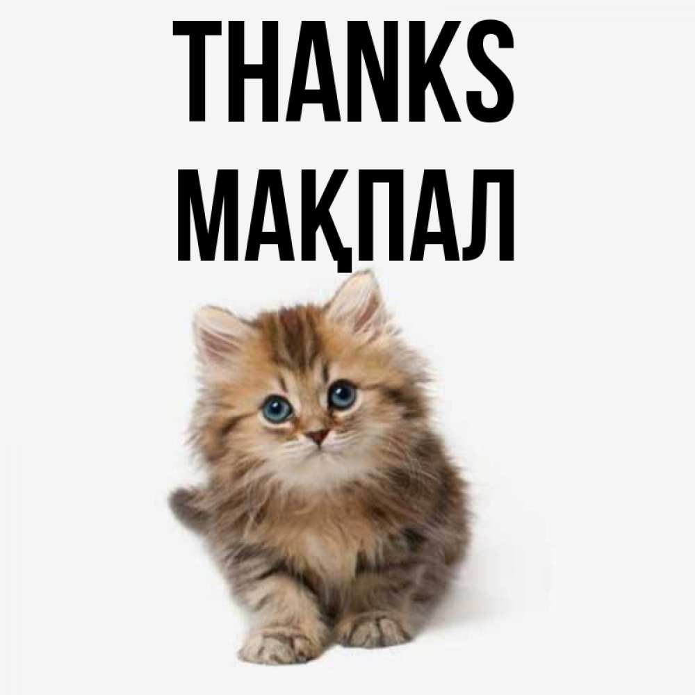 Greetings card с именем, МАҚПАЛ Thanks пушистый котик Greetings with text for free download 