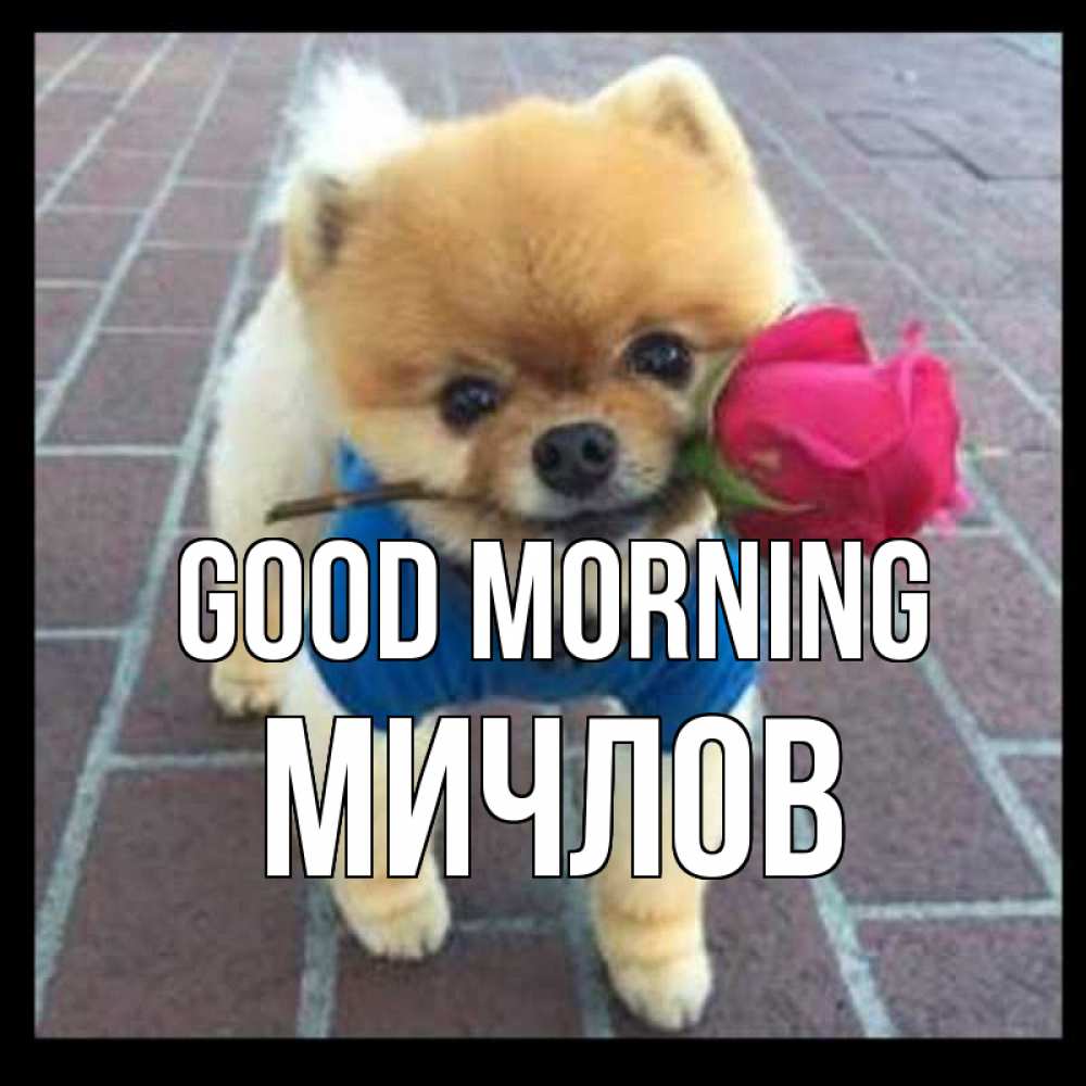 Greetings card с именем, Мичлов Good morning роза в зубах Greetings with text for free download 
