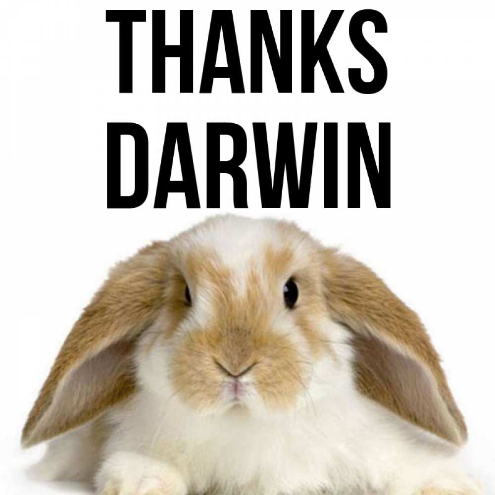 Greetings card с именем, Darwin Thanks коричнево белый заяц Greetings with text for free download 