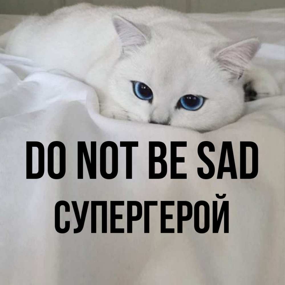 Greetings card с именем, Супергерой Do not be sad Голубоглазая кошка Greetings with text for free download 