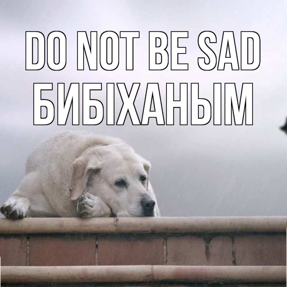Greetings card с именем, БИБІХАНЫМ Do not be sad белый пес 1 Greetings with text for free download 