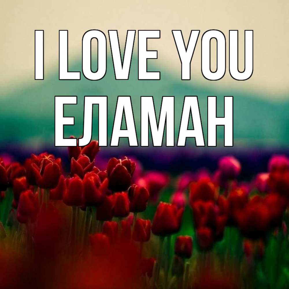 Greetings card с именем, Еламан I love you тюльпаны 4 Greetings with text for free download 