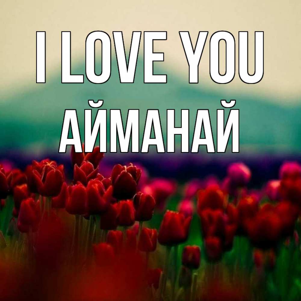 Greetings card с именем, Айманай I love you тюльпаны 4 Greetings with text for free download 