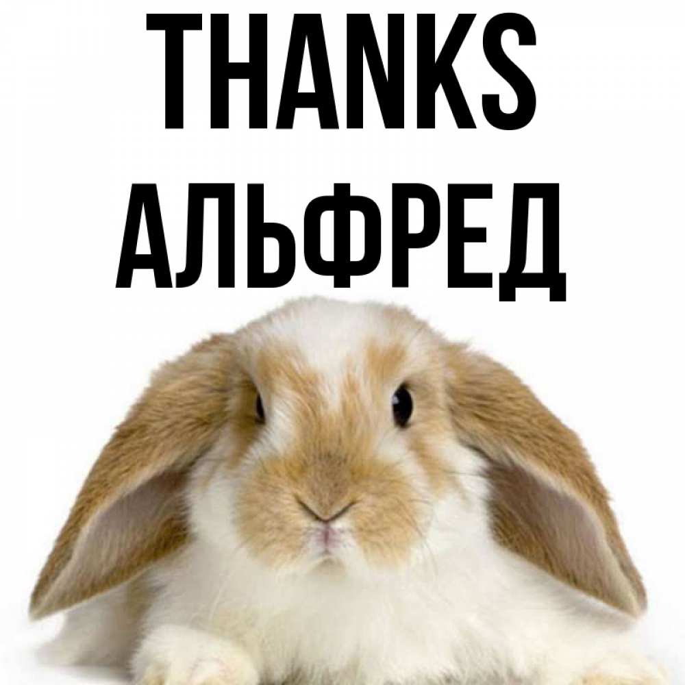 Greetings card с именем, Альфред Thanks коричнево белый заяц Greetings with text for free download 