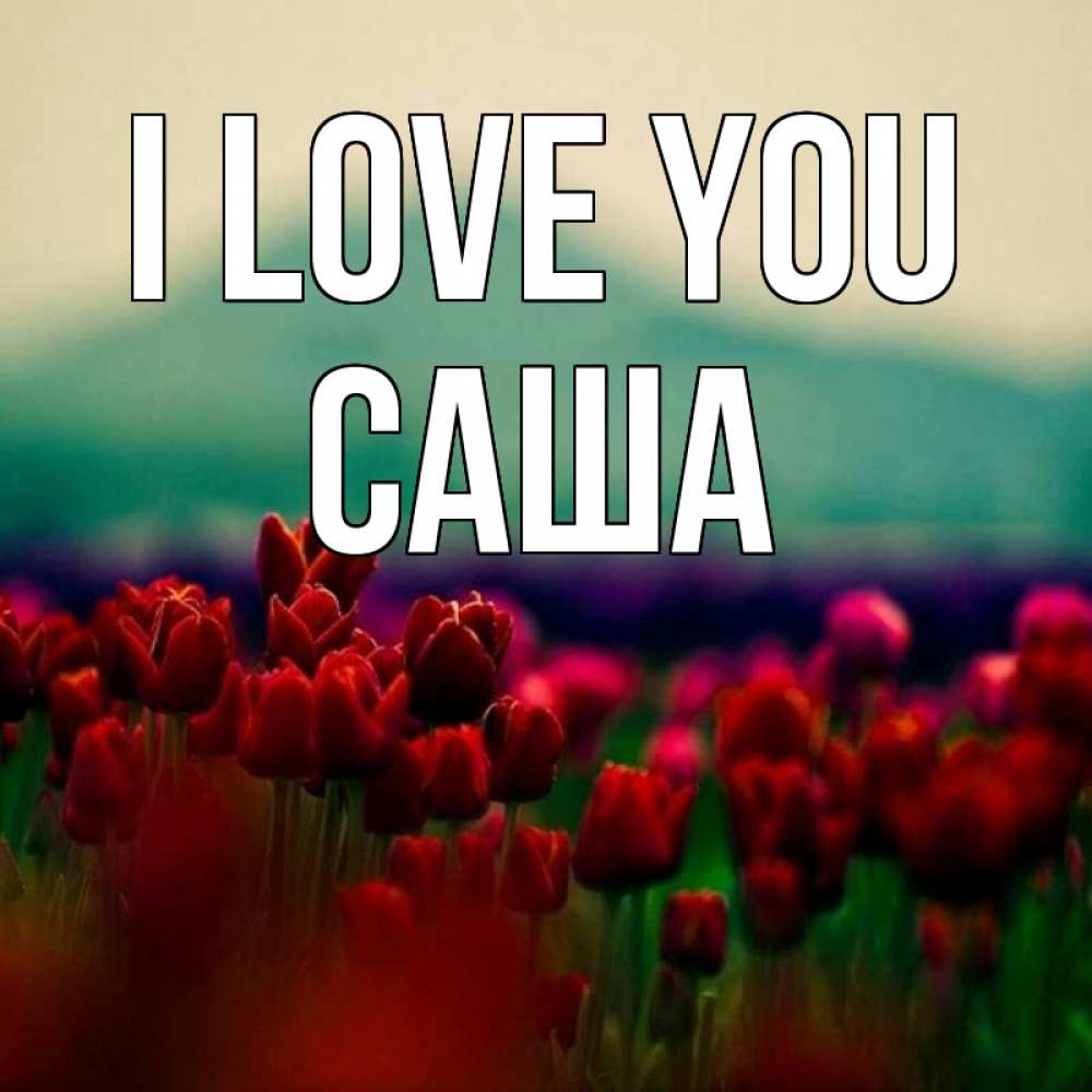 Greetings card с именем, Саша I love you тюльпаны 4 Greetings with text for free download 