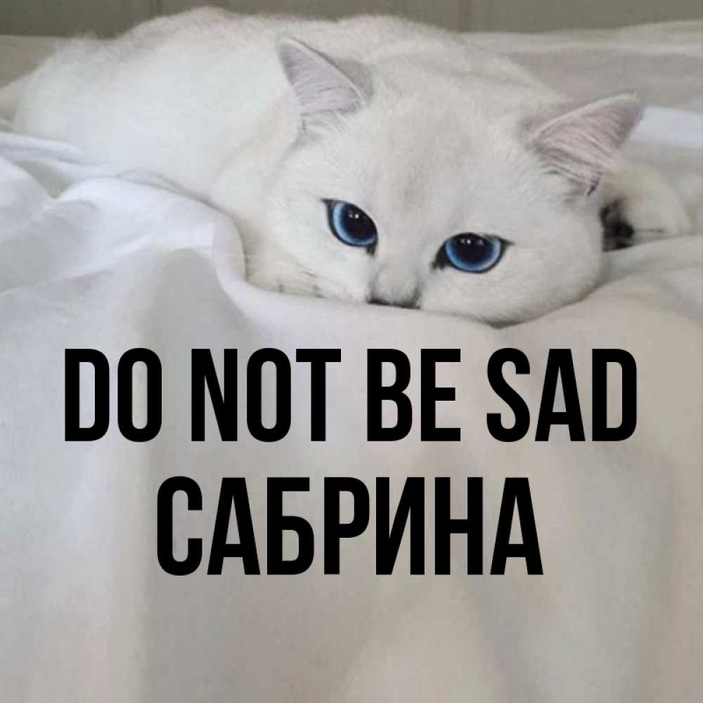 Greetings card с именем, Сабрина Do not be sad Голубоглазая кошка Greetings with text for free download 