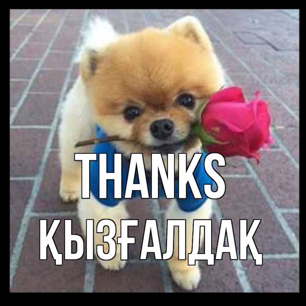 Greetings card с именем, ҚЫЗҒАЛДАҚ Thanks спасибо и дарю тебе цветок Greetings with text for free download 