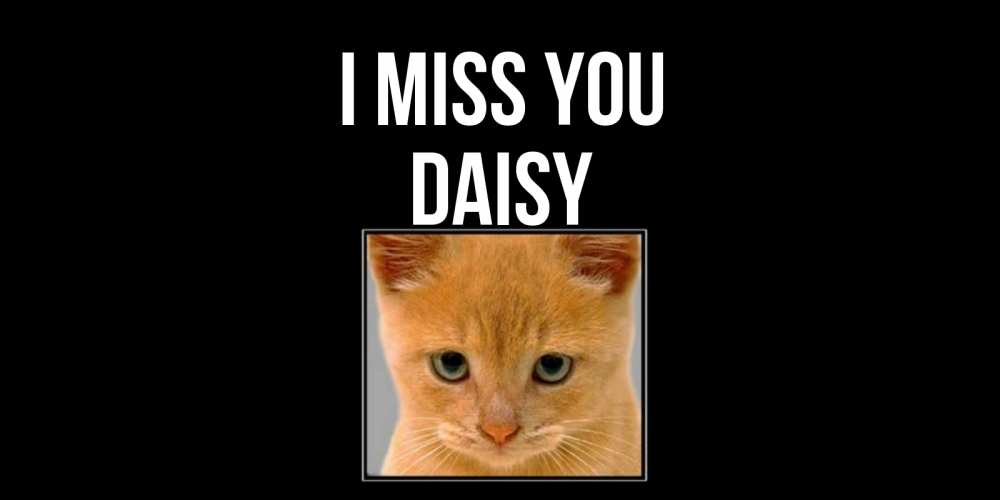 Greetings card с именем, Daisy I miss you открытки рыжий котенок скучает по тебе Greetings with text for free download 