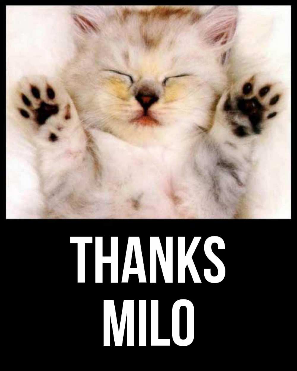 Greetings card с именем, Milo Thanks маленький котенок Greetings with text for free download 