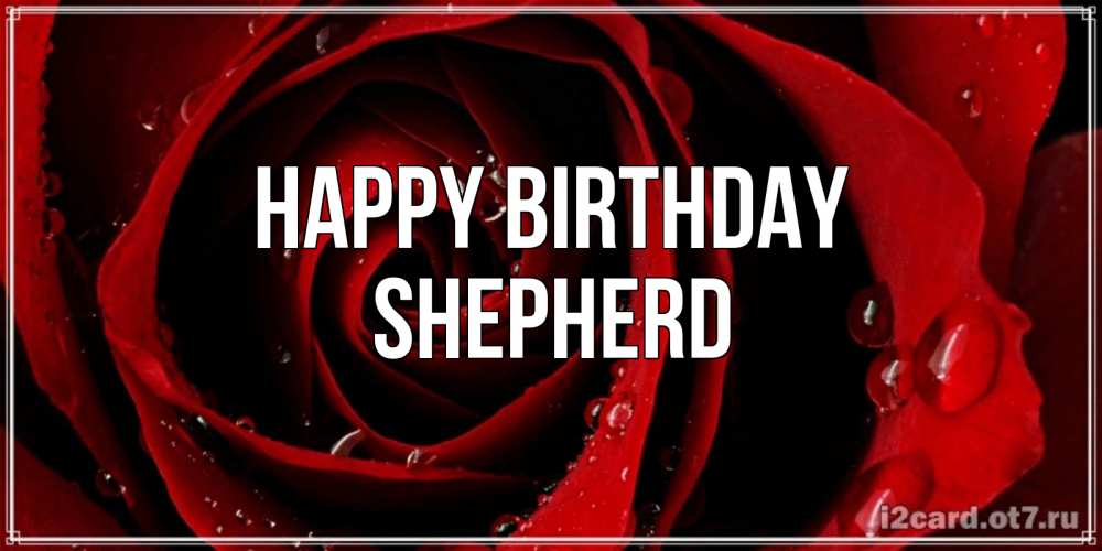 Greetings card с именем, Shepherd Happy Birthday крупная бордовая роза Greetings with text for free download 