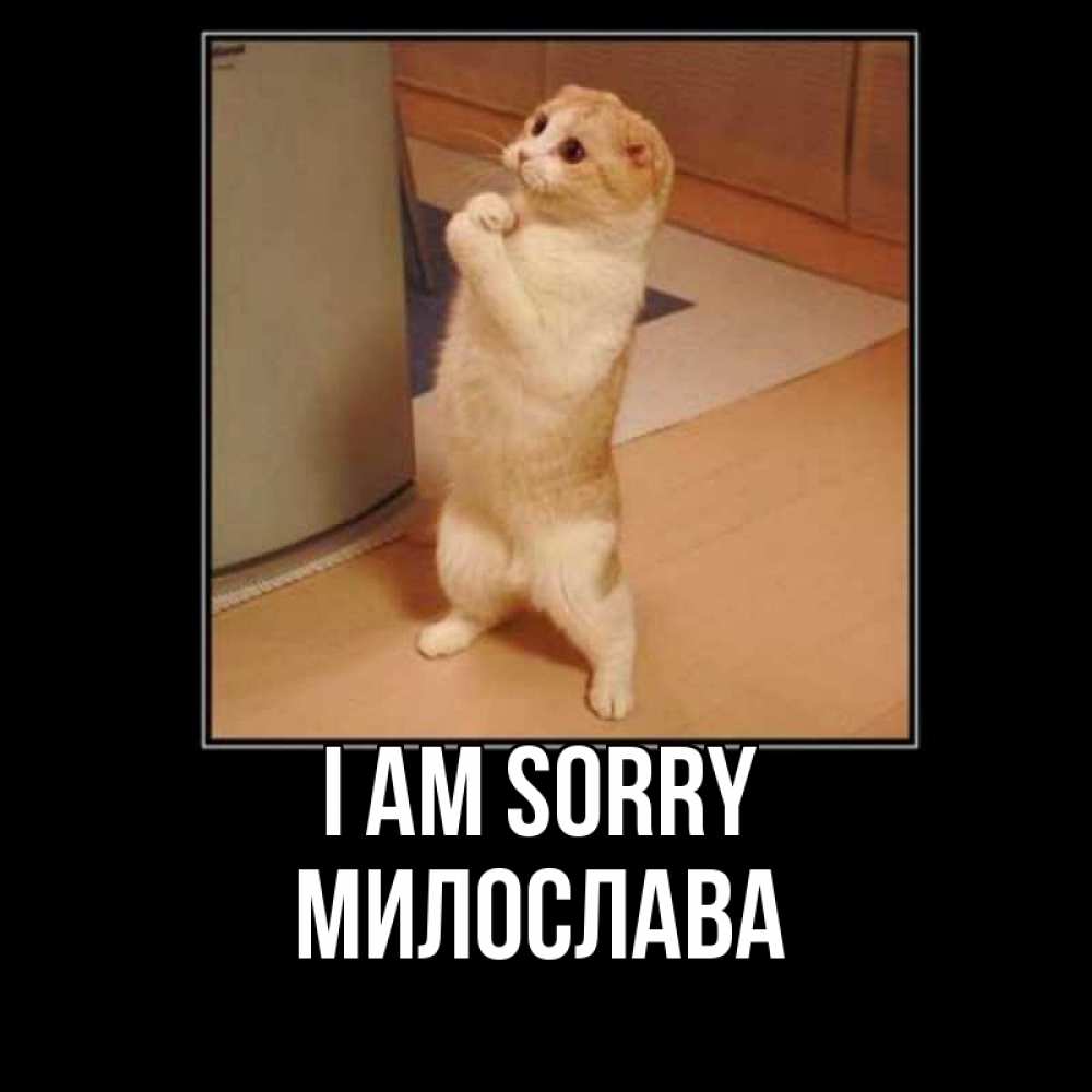 Greetings card с именем, Милослава I am sorry открытка с милым несчастным котиком просящим прощения Greetings with text for free download 