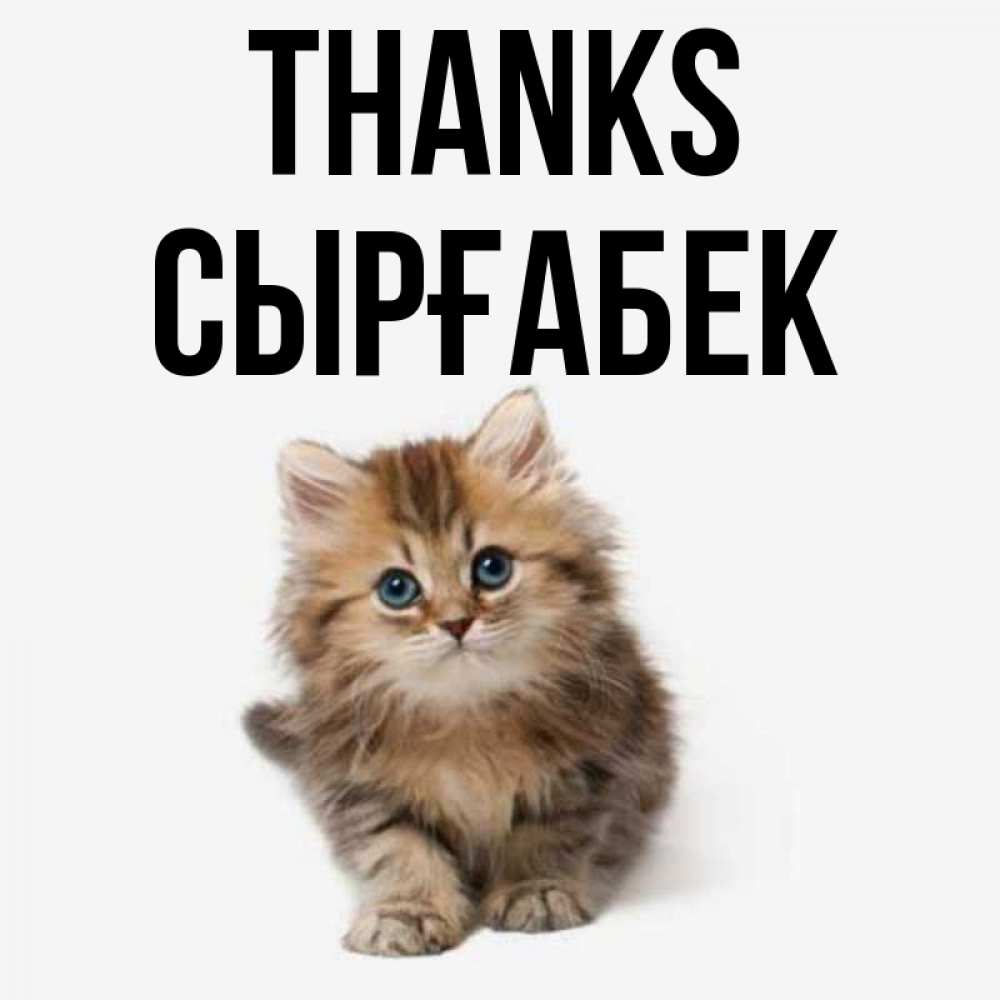 Greetings card с именем, СЫРҒАБЕК Thanks пушистый котик Greetings with text for free download 