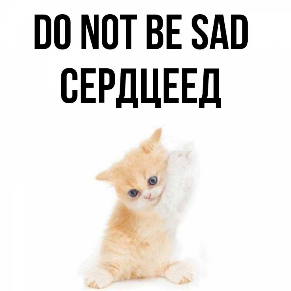 Greetings card с именем, Сердцеед Do not be sad просящий кот Greetings with text for free download 