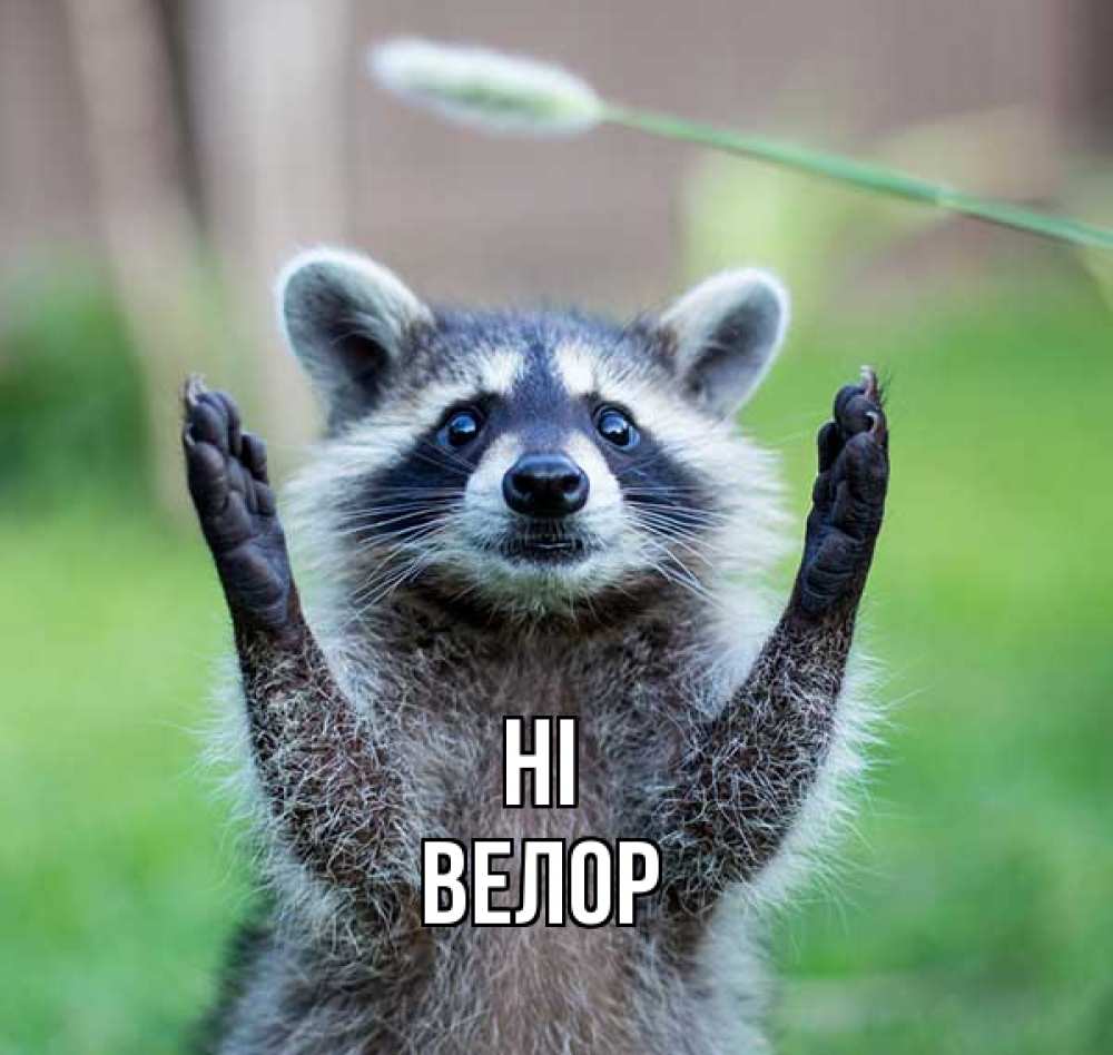 Greetings card с именем, Велор Hi животные Greetings with text for free download 