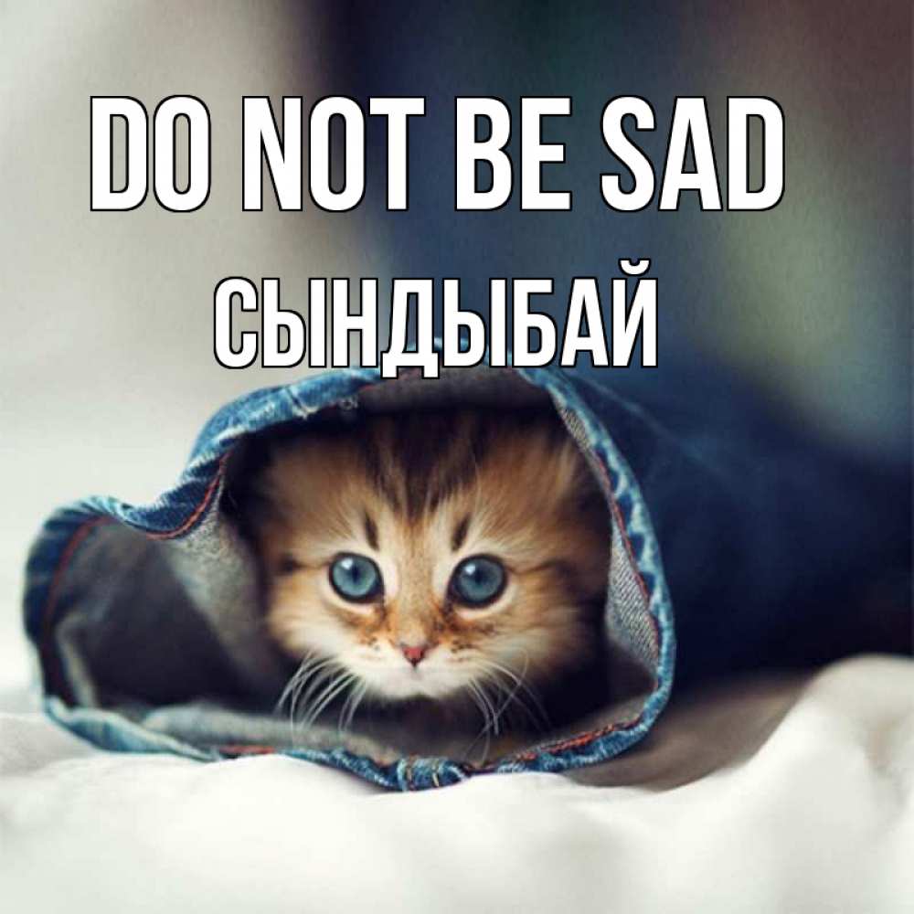 Greetings card с именем, СЫНДЫБАЙ Do not be sad рыжик котик Greetings with text for free download 