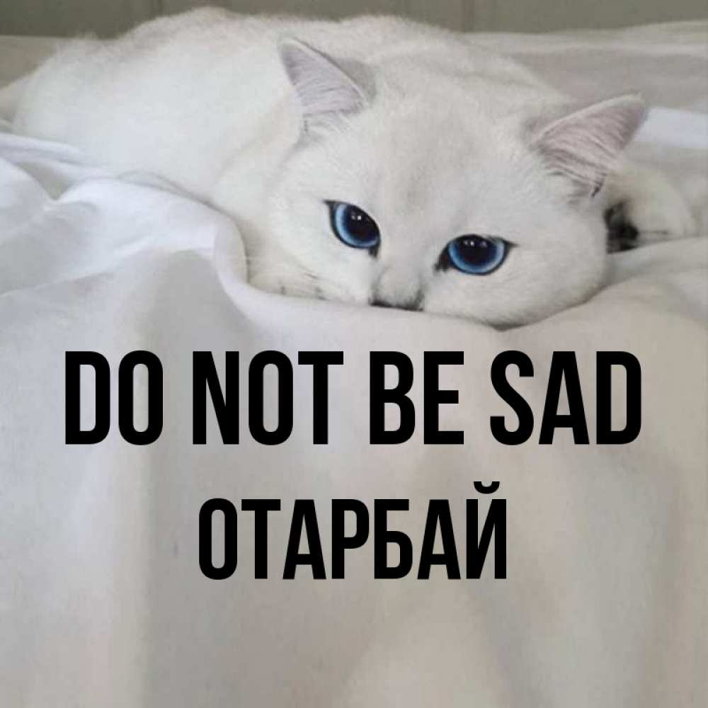 Greetings card с именем, ОТАРБАЙ Do not be sad Голубоглазая кошка Greetings with text for free download 