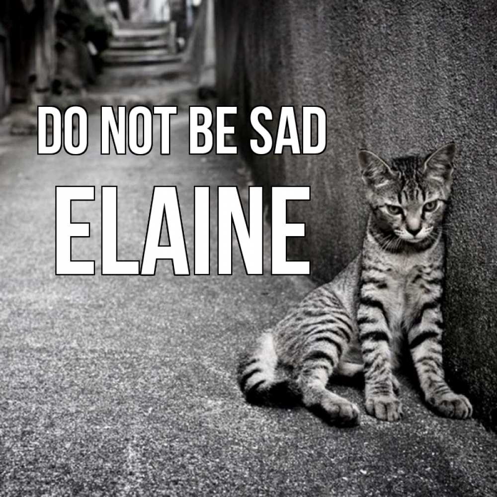 Greetings card с именем, Elaine Do not be sad скучающий котик Greetings with text for free download 