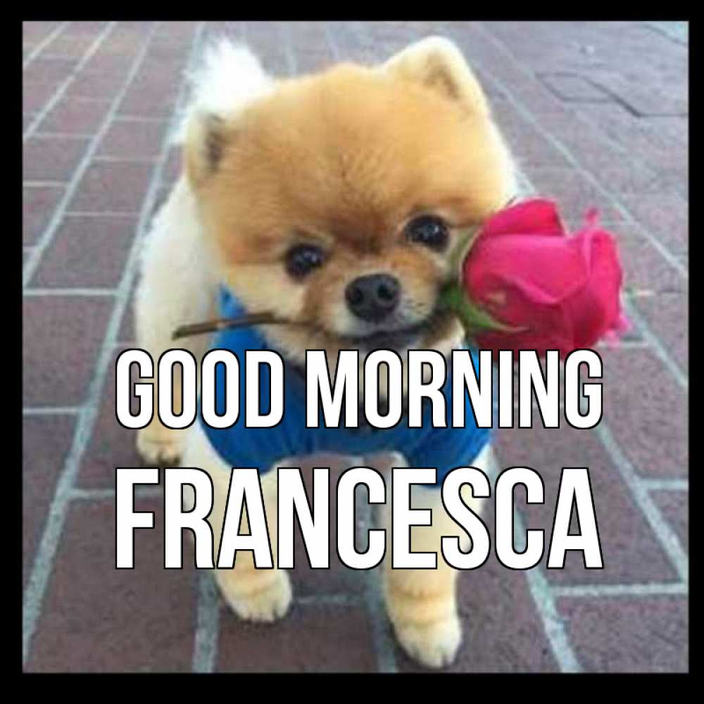 Greetings card с именем, Francesca Good morning роза в зубах Greetings with text for free download 