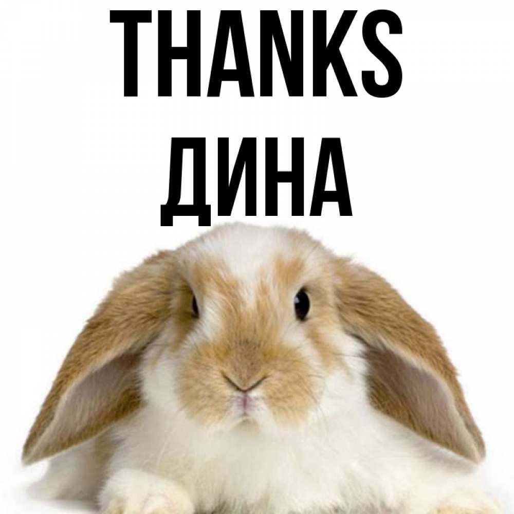 Greetings card с именем, Дина Thanks коричнево белый заяц Greetings with text for free download 