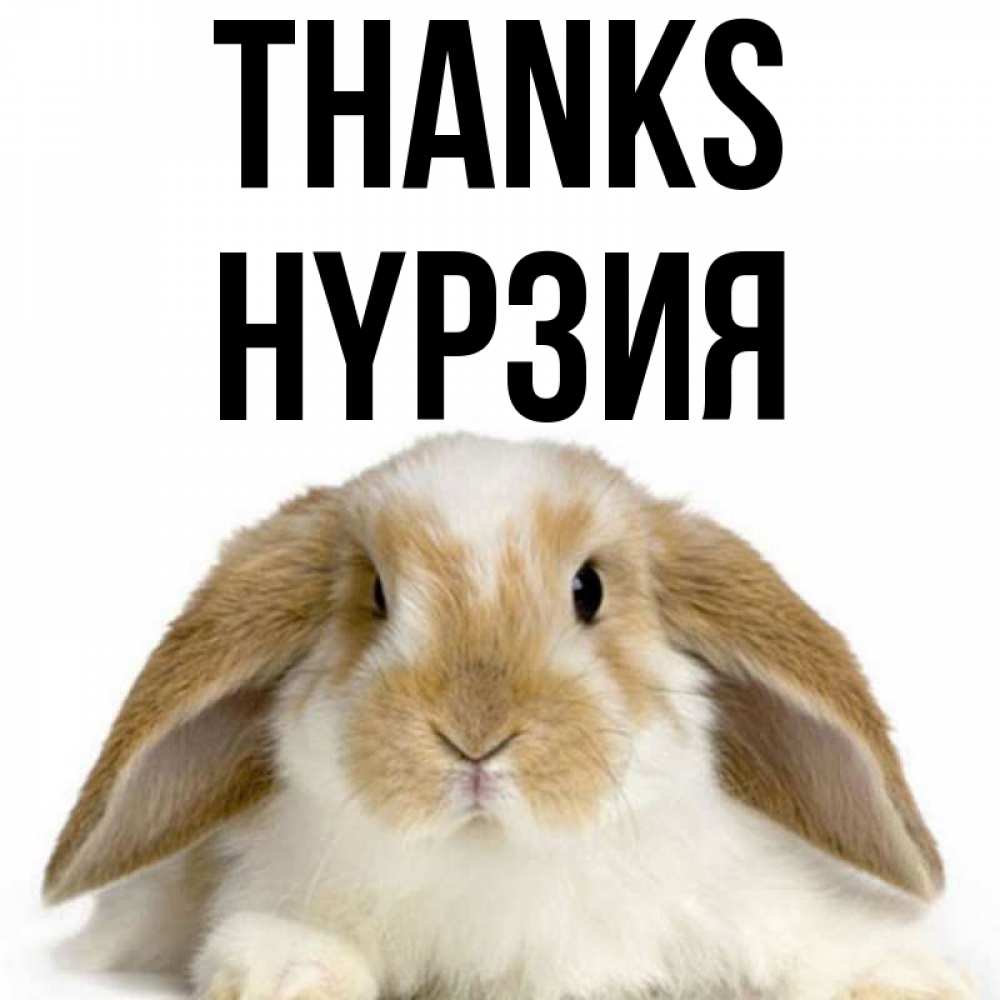 Greetings card с именем, НҮРЗИЯ Thanks коричнево белый заяц Greetings with text for free download 