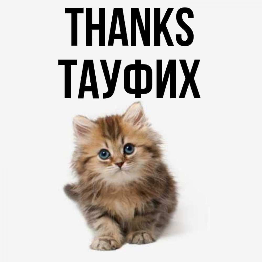 Greetings card с именем, ТАУФИХ Thanks пушистый котик Greetings with text for free download 