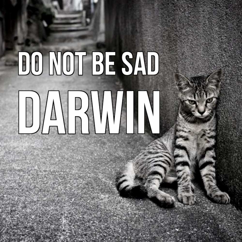 Greetings card с именем, Darwin Do not be sad скучающий котик Greetings with text for free download 