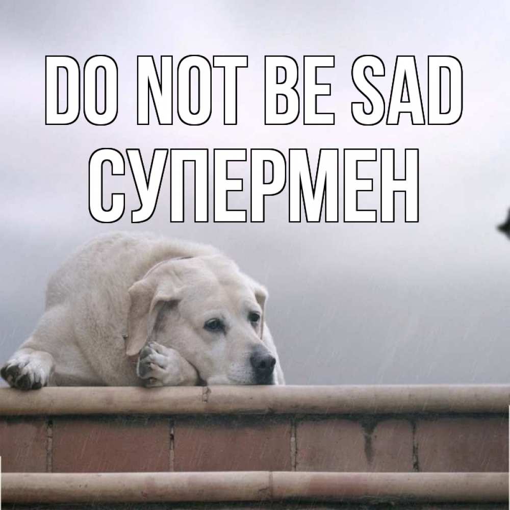 Greetings card с именем, Супермен Do not be sad белый пес 1 Greetings with text for free download 