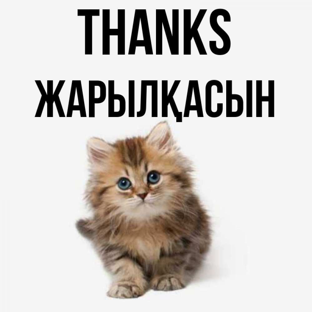 Greetings card с именем, Жарылқасын Thanks пушистый котик Greetings with text for free download 