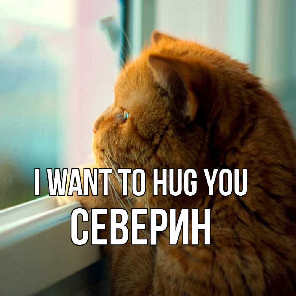 Greetings card с именем, Северин I want to hug you большой огромный рыжий котяра Greetings with text for free download 