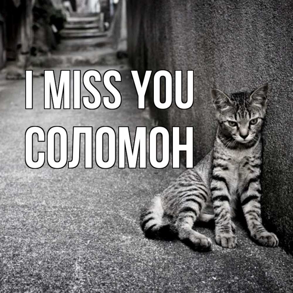 Greetings card с именем, Соломон I miss you одиноко котику Greetings with text for free download 