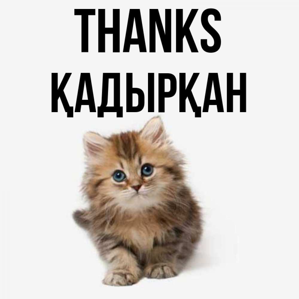 Greetings card с именем, Қадырқан Thanks пушистый котик Greetings with text for free download 