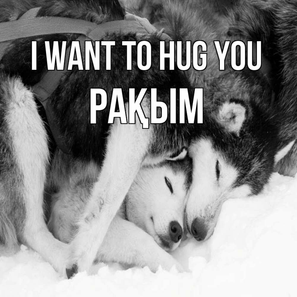 Greetings card с именем, РАҚЫМ I want to hug you собачки в упряжке Greetings with text for free download 