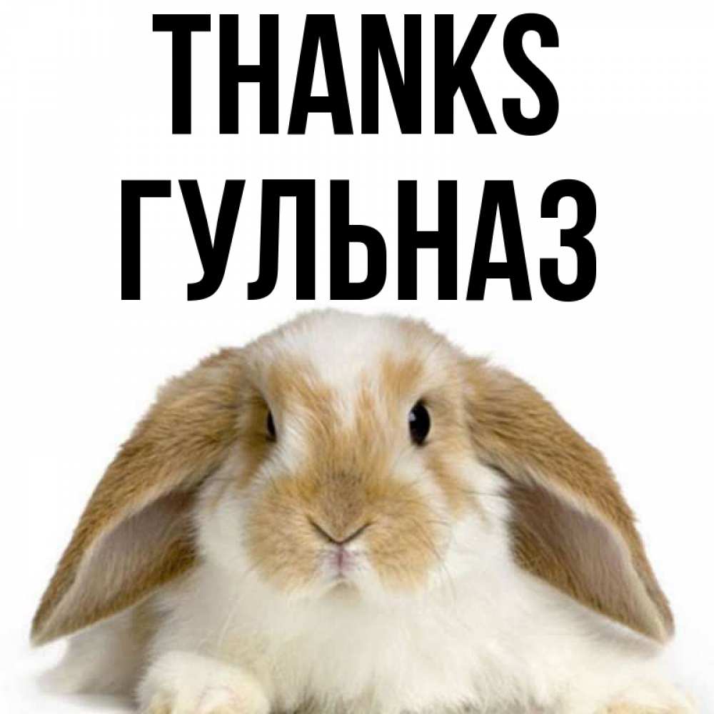 Greetings card с именем, Гульназ Thanks коричнево белый заяц Greetings with text for free download 
