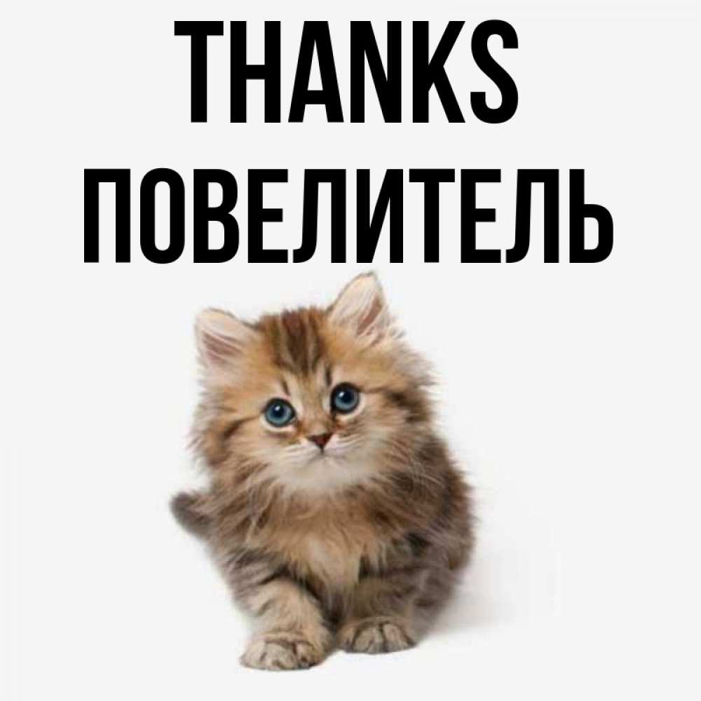 Greetings card с именем, Повелитель Thanks пушистый котик Greetings with text for free download 