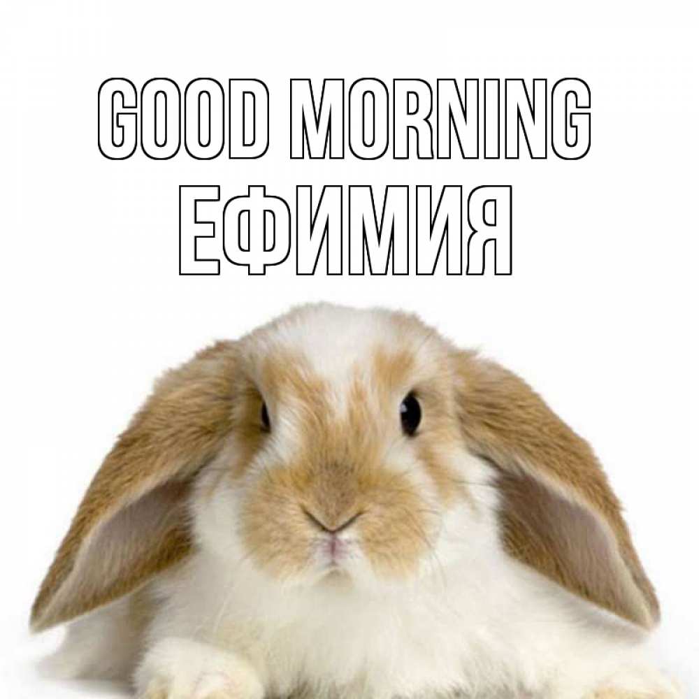 Greetings card с именем, Ефимия Good morning прикольные открытки на каждый день Greetings with text for free download 