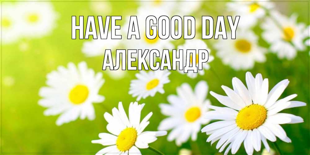 Greetings card с именем, Александр Have a good day открытка с ромашками на зеленом фоне Greetings with text for free download 