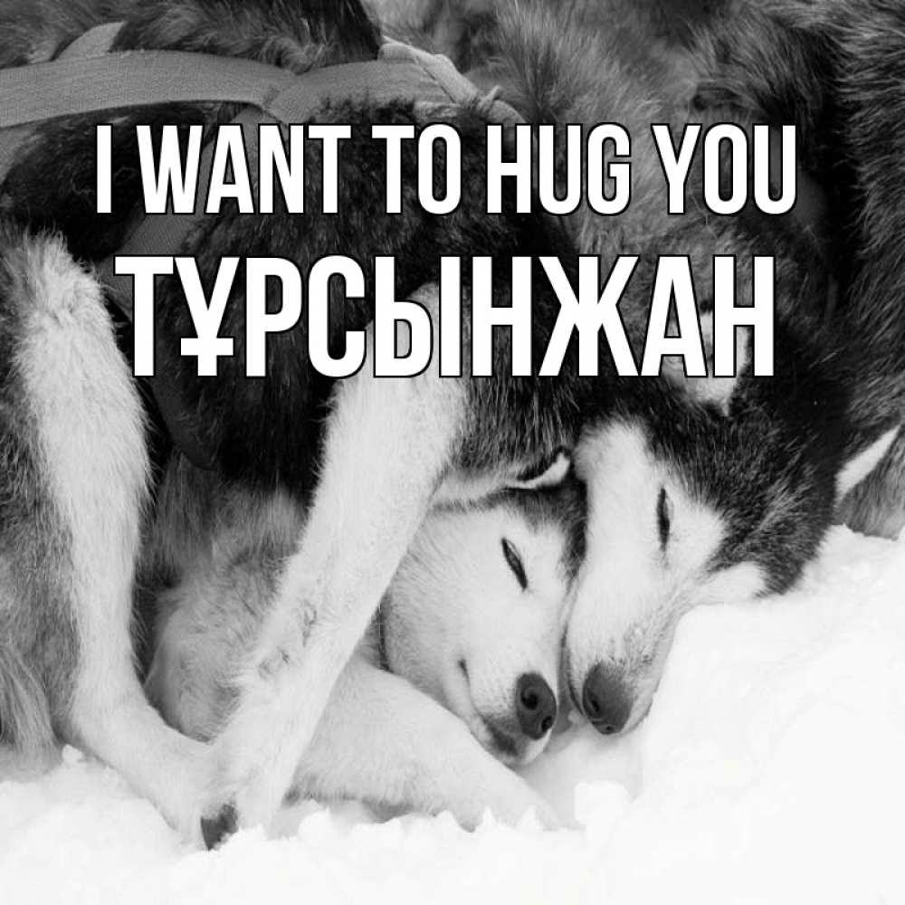 Greetings card с именем, ТҰРСЫНЖАН I want to hug you собачки в упряжке Greetings with text for free download 